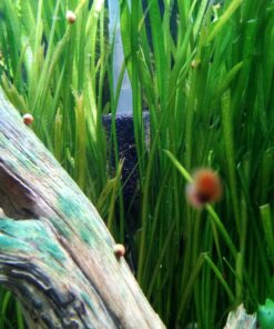 Zanyzap Pre-Filter Sponge 3 Pack for Fluval Edge Aquarium 33 81iNjg6JiFL