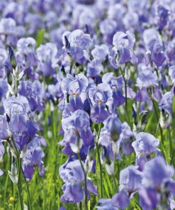 Weleda Hydrating Night Face Cream, 1 Fluid Ounce, Plant Rich Moisturizer with Iris Root, Calendula and Chamomile 18 81iNxtSMD5L