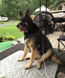 rabbitgoo Dog Harness, No-Pull Pet Harness with 2 Leash Clips, Adjustable Soft Padded Dog Vest, Reflective No-Choke Pet Oxford Vest with Easy Control Handle for Large Dogs, Black, XL X-Large 43 81iOBkq8CiL