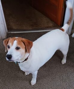 PetLab Co. Allergy & Immune Probiotics for Dogs, Support Seasonal Allergies, Gut & Digestive Health - Pork Flavor - 30 Soft Chews 17 81iQmWEFe4L