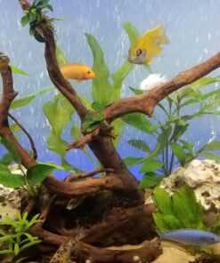 Aponogeton Ulvaceus Bulb - Aquarium Plant for Aquariums with temperatures Under 72F 56 81iWYtaSBL