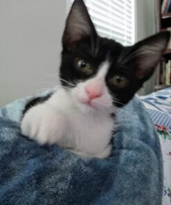 Advantage II Kitten Vet-Recommended Flea Treatment & Prevention | Cats 2-5 lbs. | 2-Month Supply 37 81iWvy052FL