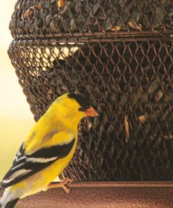 Sigma 150-600mm f/5-6.3 DG OS HSM Contemporary Lens for Canon EF Bundle Includes Manufacturer Accessories + 72 inch Monopod with Quick Release + UV Filter + Lens Pen + Microfiber Cleaning Cloth 26 81iXq9oPTL