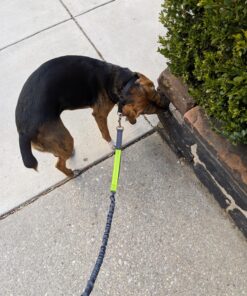 Tuff Mutt Hands Free Dog Leash For Running That Makes A Great Waist Leash for Dog Walking, Double Handle Bungee Leash with Reflective Stitching and Adjustable Dog Walking Belt green/gray 42 81ia7oL8IZL