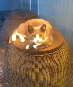 Simply Gum | Peppermint | Pack of Six (90 Pieces Total) | Plastic Free + Aspartame Free + non GMO 34 81icaeCgAmL 1