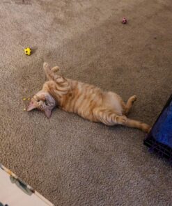 SPOT by Ethical Products - Sponge Soccer Balls Cat Toy, 4-Pack Interactive Cat toys Chasing Hunting Stimulating Cat toys For Indoor Cats Best Sellers, Small Green, Pink, Blue, Yellow, Black 29 81ideXIEGoL