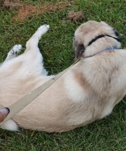 PetSafe® Gentle Leader® Headcollar, No-Pull Dog Collar, Large 60-130 Lb., Black 23 81ihNDfUVeL