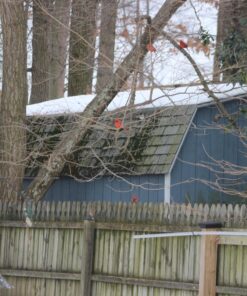 Wagner's 76029 Black Oil Sunflower Seed Wild Bird Food, 40-Pound Bag 28 81ihWjm4BjL