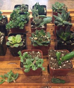 Succulent Assorted Pack- Perfect for Weddings, Party Favors, Home Gardens, and Social Events by Jiimz (15 Pack) 97 81ijwYOo8hL