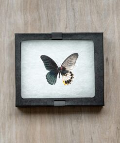 SE Glass Top Display Box - JT925 6-¼” x 5-¼” x ¾" 19 81ik5vRO9NL