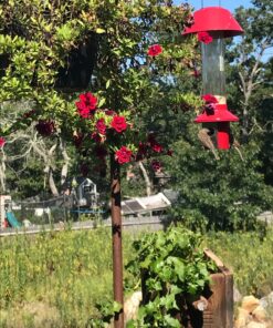 Roamwild PestOff Red Squirrel Proof Cardinal Bird Feeder Mixed Seed Sunflower Heart Version - RED - 3LBS Seed Capacity – 20.5”x7.5”x7.5” (w/Hanger) 32 81ilx ID25L