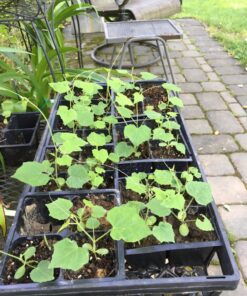 Seed Needs, Cucamelon Seeds - 65 Heirloom Seeds for Planting Melothria scobra - Mexican Sour Gherkin Non-GMO & Untreated, Boasts a Light Citrus Flavor, (2 Packs) 2 Packs (130 Seeds) 44 81inpEL6t9L