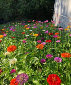 Zinnia - California Giant Mix - Bulk Pack 5,000 Seeds by Seeds2Go 19 81ipi hxBFL