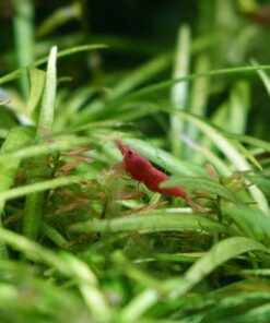 Seachem Indoor Purigen Organic Filtration Resin - Fresh and Saltwater 100 ml 27 81iuE4Wr7RL 1