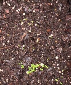 Sow Right Seeds - Flower Seed Collection - Carnation, Gayfeather, Dahlia, Morning Glory, Larkspur, Balsam, Snapdragon, Phlox, Zinnia, & Daisy - Non GMO Heirloom Seeds for Planting - 10 Packets 47 81ivI6CoL