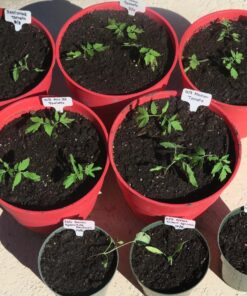 Heirloom Seeds for Planting Vegetables and Fruits - Survival Essentials 135 Variety Seed Vault - Medicinal Herb Seeds - Grow Healthy Non-GMO Food 54 81ixrTBKDIL