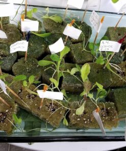 ePhoto Hydroponic Full Spectrum CFL Grow Light Bulb 60 Watt Bulb 5500K H60 23 81j1LfQGd1L