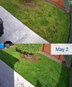 Scotts Turf Builder Lawn Food - Fertilizer for All Grass Types, 5,000 sq. ft., 12.5 lbs. 5,000 sq. ft. 46 81j1sygekPL