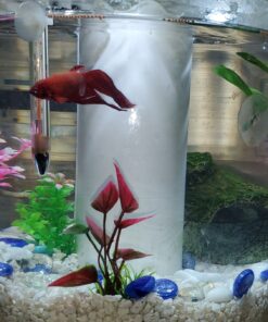 Blue Spotted Betta Plant Leaf Pad for Betta Fish, Tropical Fish Aquariums & Saltwater Fish Aquariums 1 Pack 21 81j2mQXracL