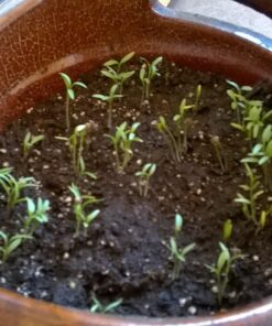 Seeds of Change 1728 Cilantro, Green 27 81j5C0bm3bL