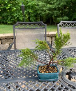 Anodized Aluminum Bonsai Training Wire 5-Size Starter Set with Canvas Bag - 1.0mm, 1.5mm, 2.0mm, 2.5mm, 3.0mm (147 feet total) - Choose Your Color (5 Sizes, Black) 5 Sizes 34 81j5DzTsVqL