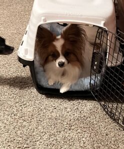 Petmate Compass Fashion Kennel Cat and Dog Kennel, 10-20 lb., Pearl White/Black, Made in USA 20.0"L x 12.5"W x 13.5"H 36 81j5rAfNuNL