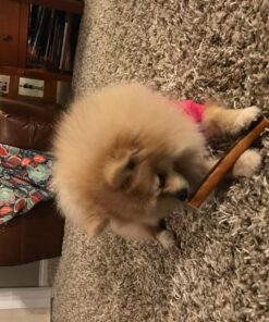 Best Bully Sticks 6 Inch All-Natural USA-Baked Bully Sticks for Dogs - 6” Fully Digestible, 100% Grass-Fed Beef, Grain and Rawhide Free | 18 Pack USA 6 Inch Bully Sticks (18 Pack) 39 81j61oLYSlL