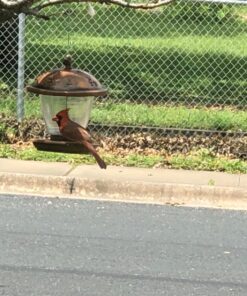 Perky-Pet 305 Holly Berry Gilded Chalet Wild Bird Feeder Gold 49 81j6k FAkUL