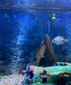 50 feet Deep Jungle Black Flexible Airline Tubing for Aquariums, Terrariums, and Hydroponics (50 Feet) 50 Feet 9 81j8 oZM5rL