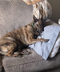 Benebone Wishbone Durable Dog Chew Toy for Aggressive Chewers, Real Bacon, Made in USA, Medium 29 81j84INByL