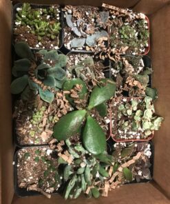 Shop Succulents | Unique Collection of Live Succulent Plants, Hand Selected Variety Pack of Mini Succulents | Collection of 12 6-Pack 57 81j8X9zvg5L