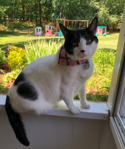 Hill's Science Diet Dry Cat Food, Adult, Perfect Weight for Healthy Weight & Weight Management, Chicken Recipe, 15 lb. Bag 15 Pound (Pack of 1) 40 81jA2k3NwBL