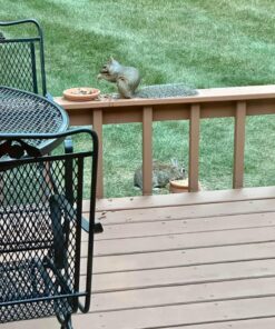 Kaytee Backyard Wildlife Food Blend For Wild Squirrels, Chipmunks, Rabbits and Other Backyard Wildlife, 5 Pound 5 Pound (Pack of 1) 28 81jClqAjJqL