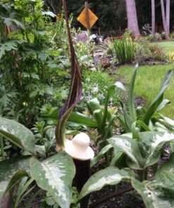 Wilbarger Therapy Brush, 6 Pack – Therapressure Brush for Occupational Therapy for Sensory Brushing – Designed by Patricia Wilbarger – Use as Part of the Wilbarger Brushing Protocol 11 81jFSXov1NL