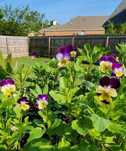Outsidepride Viola Johnny Jump Up Wild Flowers & Ground Cover Plants - 5000 Seeds Johnny-jump Up 40 81jGWTZuERL