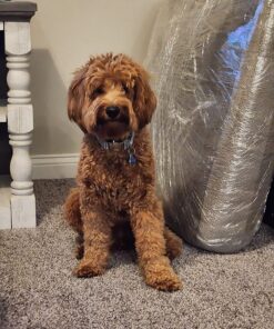 JARLINK Stretch Film, 80 Gauge,15 Inch x 1000 Feet Shrink Wrap for Pallet Wrap, Industrial Strength Stretch Wrap up to 800% Stretch with Handles, Moving Wrapping Plastic Roll, 2 Pack 21 81jGhVUx86L