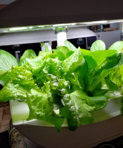 AeroGarden Salad Greens Mix Seed Pod Kit, 7 pod 36 81jKI9EaXnL