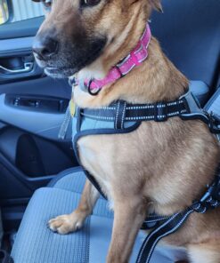 Dna My Dog Essential Test –Breed ID Test Mixed Breed Identification, Personality Traits, for Puppies to Adult Dogs, Non-Invasive Cheek Swab 38 81jN3xm5jcL