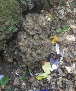 HANZIUP Classic Outdoors Folding Lock Mushroom Knife Fungus Truffles Harvest Hunting Sharp Knives with Neoprene Pouch 17 81jRdUCliL