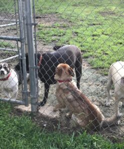 Dingo Twist Sticks Rawhide Treats, 200-Pack (4 Units of 50-Pack) 9 81jS12OJ 1L