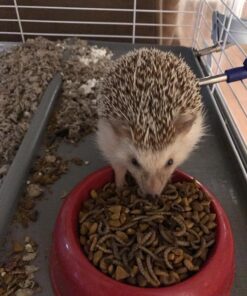 Purina ONE Natural, Low Fat, Weight Control, Indoor Dry Cat Food, +Plus Indoor Advantage - 22 lb. Bag Turkey 22.00 Pound (Pack of 1) 35 81jVTA0yXNL