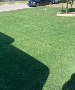 Organic Kelp Fertilizer by GS Plant Foods - Omri Listed(1 Gallon) - Liquid Kelp Concentrate for Gardens, Lawns & Soil Yields 800+ gallons 1 Gallon 35 81jVTajPq8L 3