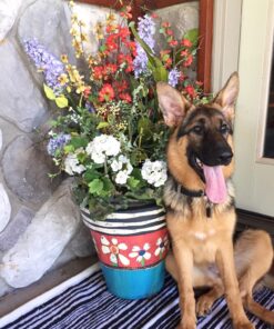 Adams Flea & Tick Cleansing Shampoo | Flea and Tick Treatment for Dogs, Cats, Puppies, and Kittens 12 Weeks and Older | Kills Flea Eggs, Fleas, Brown Dog Ticks, American Dog Ticks, and Lice | 12 Oz Cleansing Shampoo for Dogs & Cats 17 81jVvOy8yFL