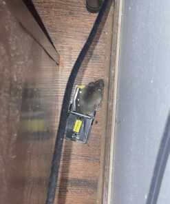 Mouse Trap Mouse Traps Indoor Mouse Traps for House Mouse Traps Outdoor Mice Traps for House Indoor 6 Pack M1-6 Packs 25 81jZszO14 L