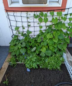 Flower Morning Glory Top of The Morning FBA-7776 (Multi) 50 Non-GMO, Heirloom Seeds 35 81jdlXy3hCL