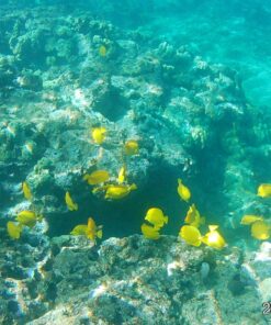 AKASO EK7000 4K30FPS 20MP Action Camera Ultra HD Underwater Camera 170 Degree Wide Angle 98FT Waterproof Camera Support External Microphone Black 43 81jgB8nCC5L