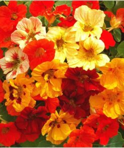 Seed Needs, 350+ Nasturtium Seeds for Planting - Jewel Mixture (Tropaeolum nanum) Non-GMO, Easy to Grow Mix, Attracts Pollinators - Bulk Bulk Pack (350 Seeds) 28 81jiZW0gnuL
