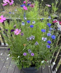 Hummingbird Nectar Wildflower Seeds Bulk Open-Pollinated Wildflower Seed Mix Packet, Non-GMO, No Fillers, Annual, Perennial Wildflower Seeds Year Round Planting - 1 oz 84 81jkISBPkgL