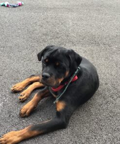 Diggin' Your Dog Firm Up Pumpkin for Dogs & Cats, 100% Made in USA, Pumpkin Powder for Dogs, Digestive Support, Apple Pectin, Fiber, Healthy Stool, 16 oz 16 oz (Pack of 1) 34 81jlbfW1ayL