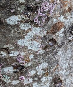 100 Shiitake 100 Mushroom Plug Spawn Edible Mycelium Plugs 30 81jnR7F4WIL